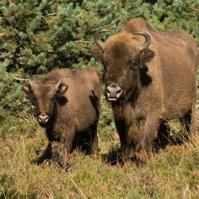 Bisons d’Europe