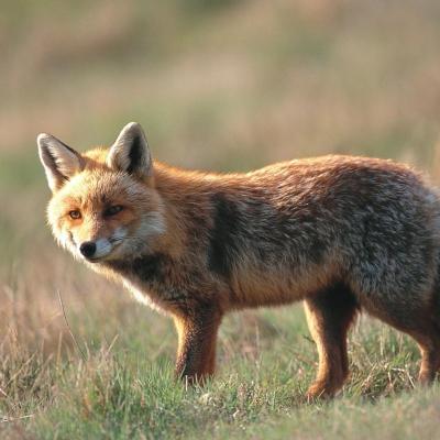 Renard roux