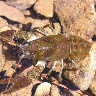 Écrevisse des rivières cévenoles