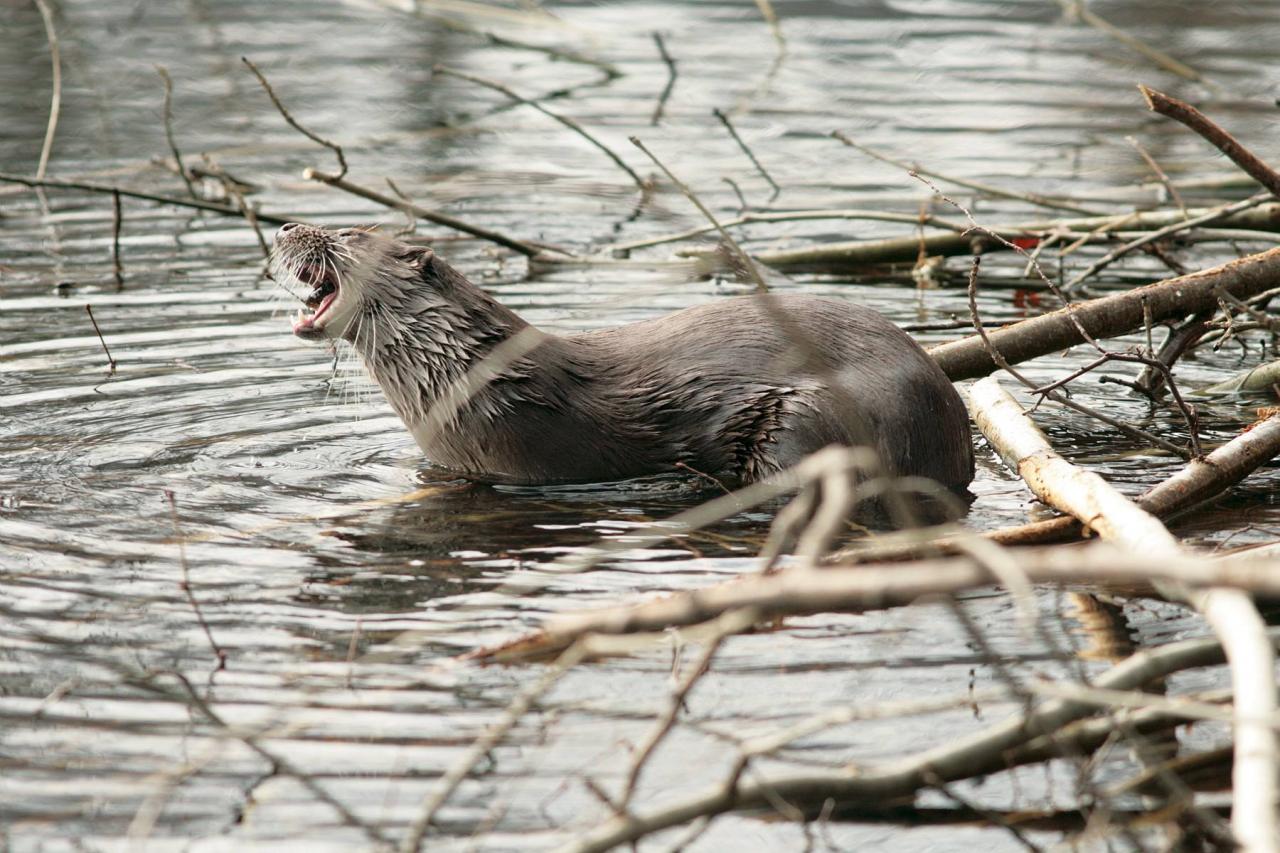 Loutre