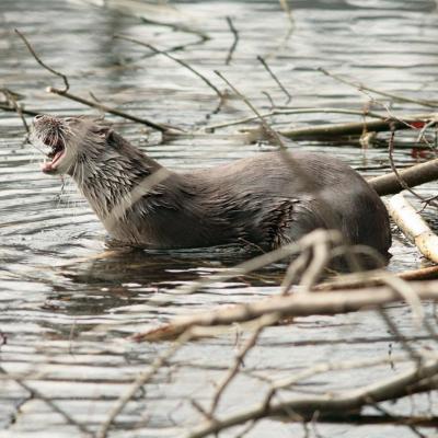 Loutre d’Europe