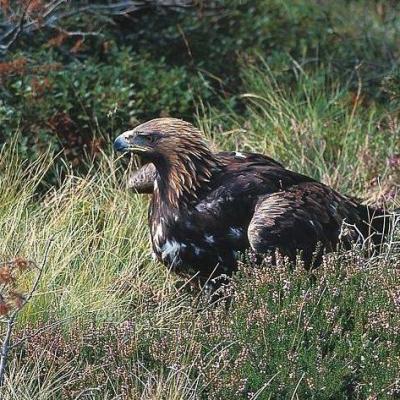 Aigle royal