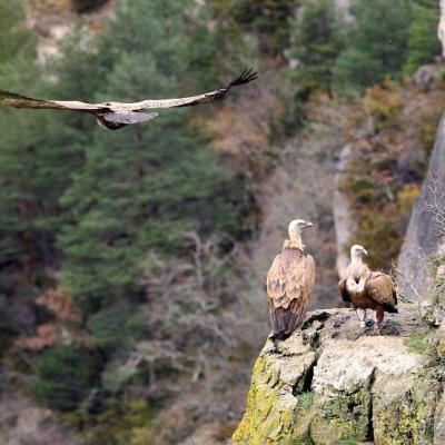 Vautours fauves dans les Cévennes