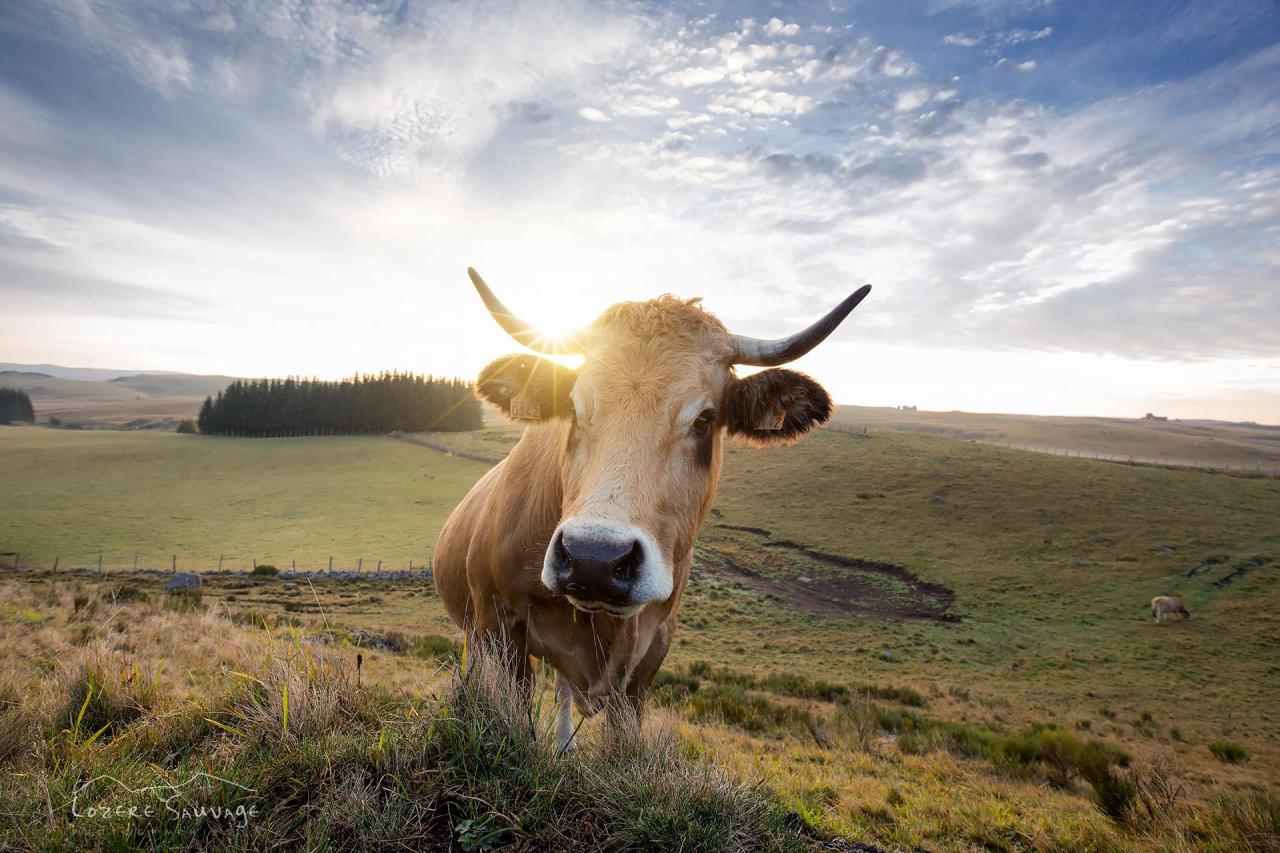 Jolie vache de Lozère