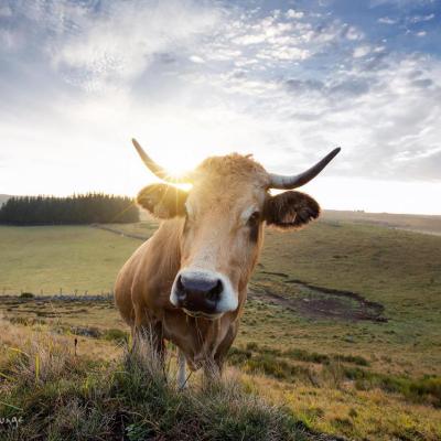 Vache Aubrac en Lozère