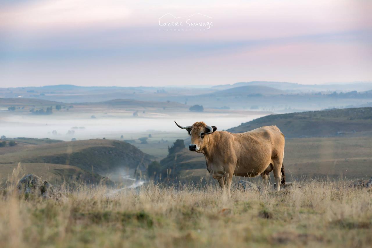 Les belles vaches Lozérienne