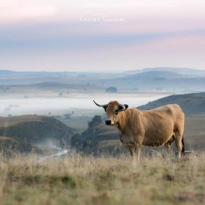 Vache Aubrac sur les hauts plateaux de Lozère