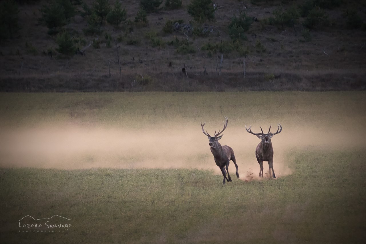 Le brame du Cerf...