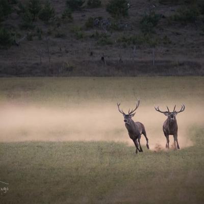 Brame du cerf