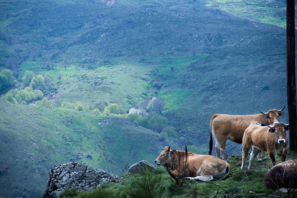 Vaches de Lozère