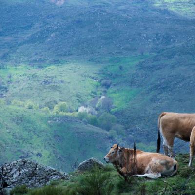 Vaches Aubrac en Lozère