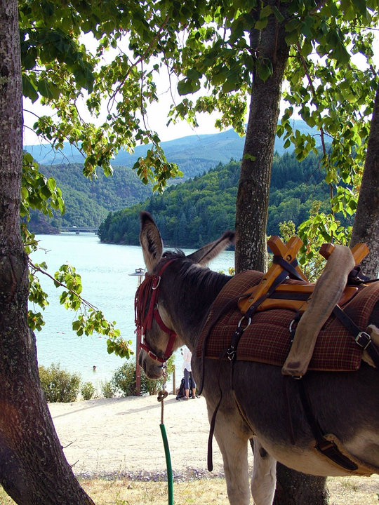 Lac de Villefort vu par 